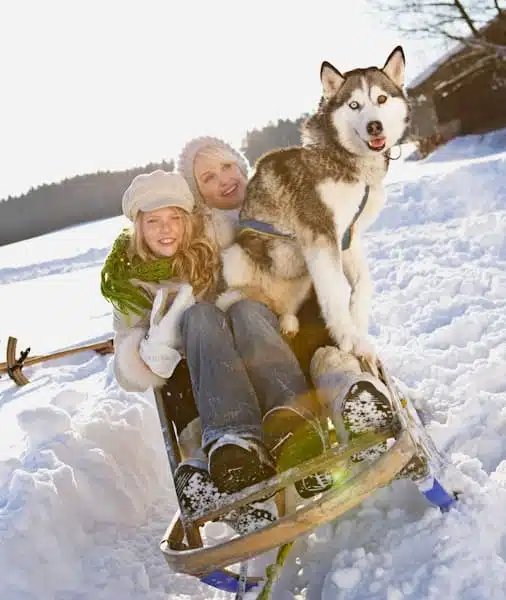 Husky Ride Rovaniemi 2026