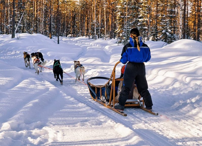 Husky Ride Rovaniemi