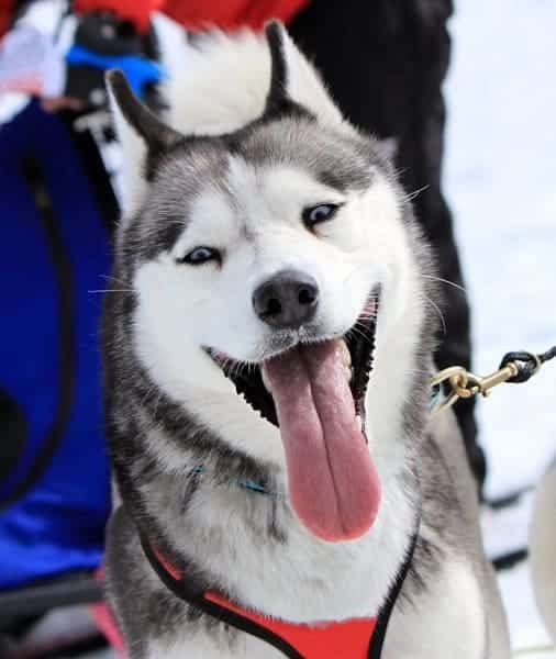 Husky Ride Rovaniemi 2026