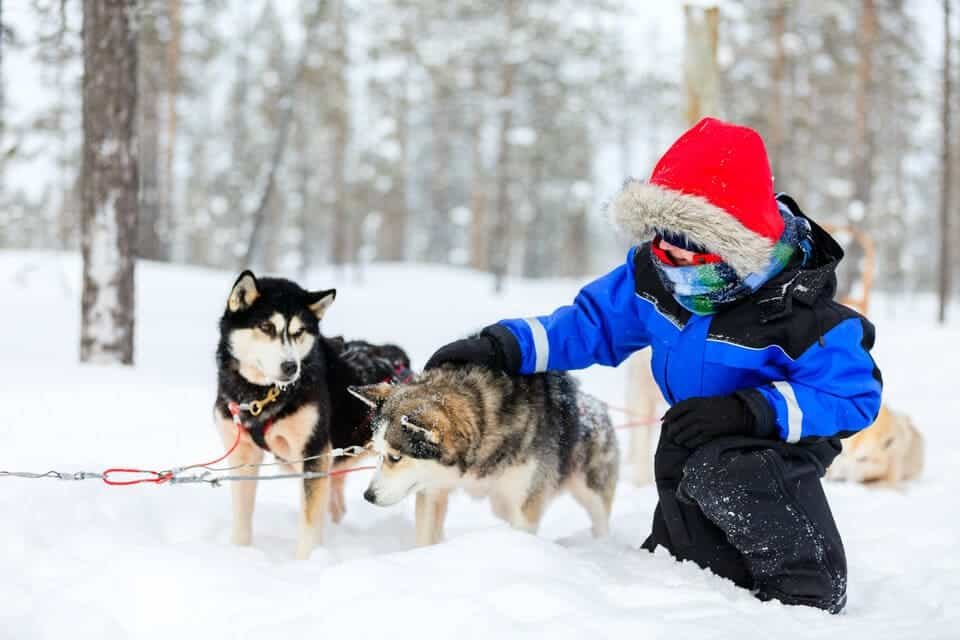 Husky Ride Rovaniemi 2026