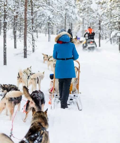 Husky Ride Rovaniemi 2026