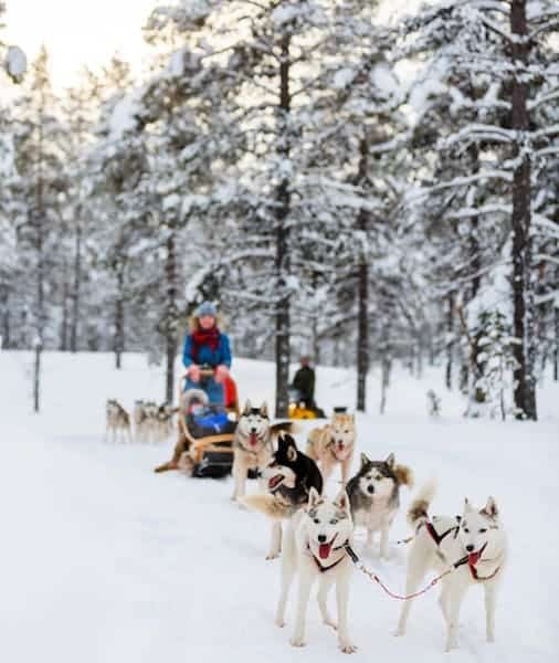Husky Ride Rovaniemi 2026