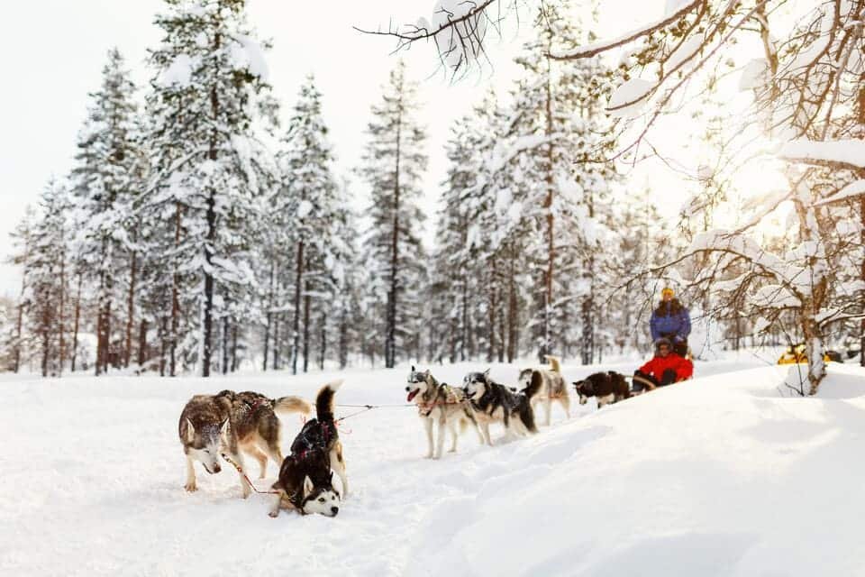Husky Ride Rovaniemi 2026