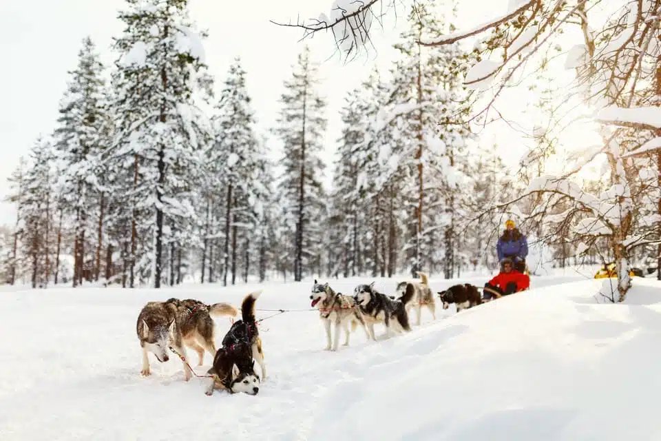 Husky Ride Rovaniemi