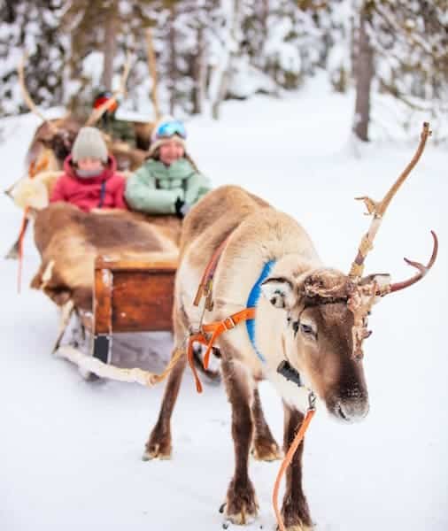 Reindeer Ride Rovaniemi 2026