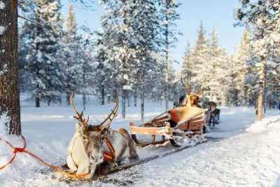Reindeer Ride Rovaniemi
