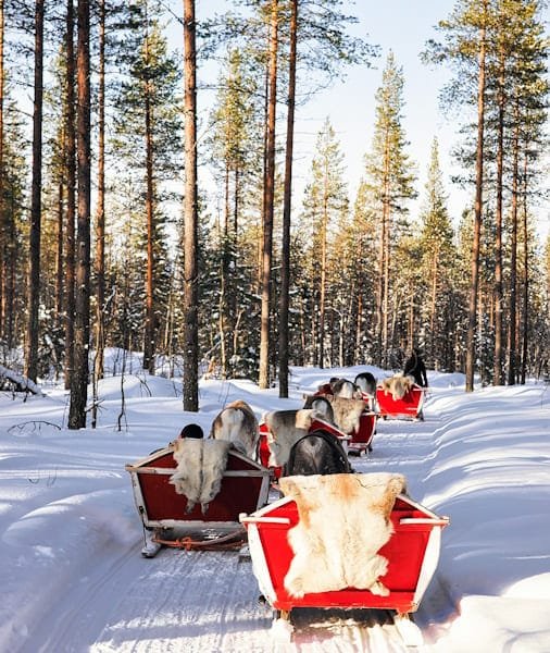 Reindeer Ride Rovaniemi 2026