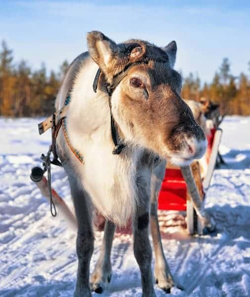 Reindeer Ride Rovaniemi 2026