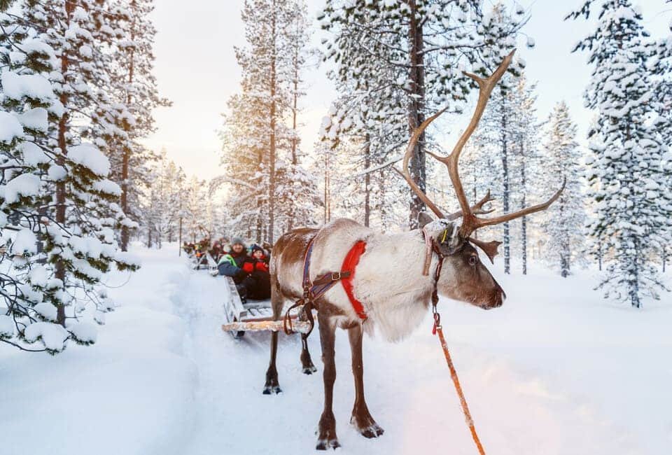 Reindeer Ride Rovaniemi 2026
