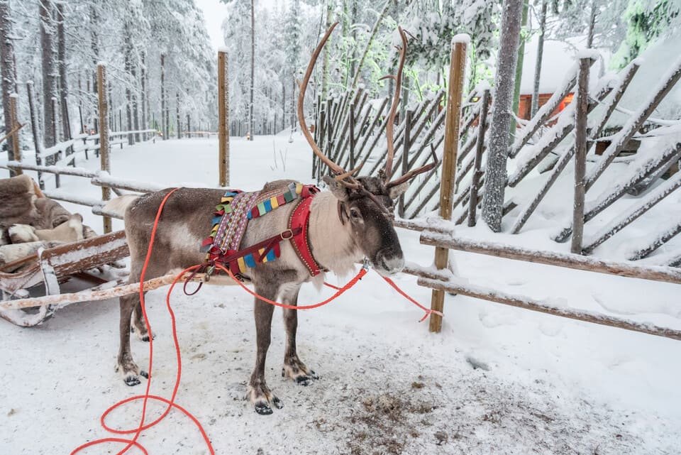 Reindeer Ride Rovaniemi 2026