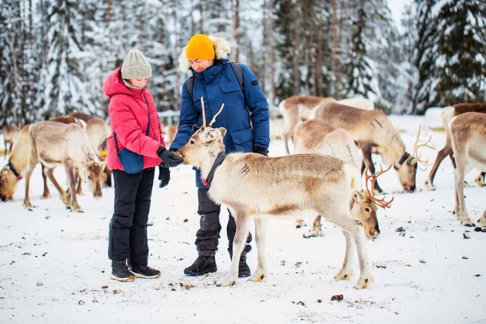 Reindeer Ride Rovaniemi 2026