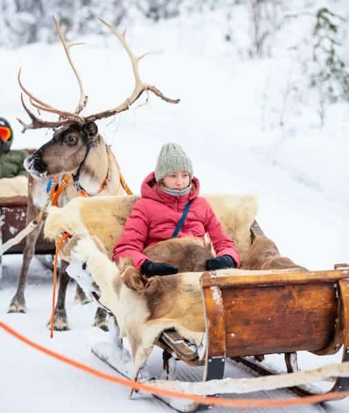 Reindeer Ride Rovaniemi 2026